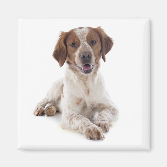 Imã Amo cachorro Brittany Spaniel  (Frente)