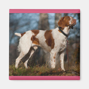 Imã Amo cachorro de raça Brittany Spaniel