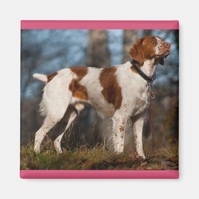 Imã Amo cachorro de raça Brittany Spaniel (Frente)