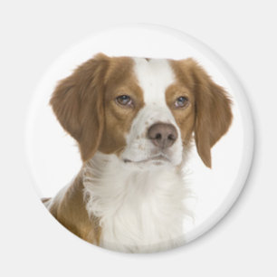 Imã Amo cachorro de raça Brittany Spaniel