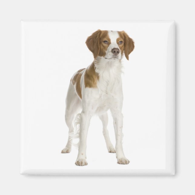 Imã Amo cachorro de raça Brittany Spaniel (Frente)