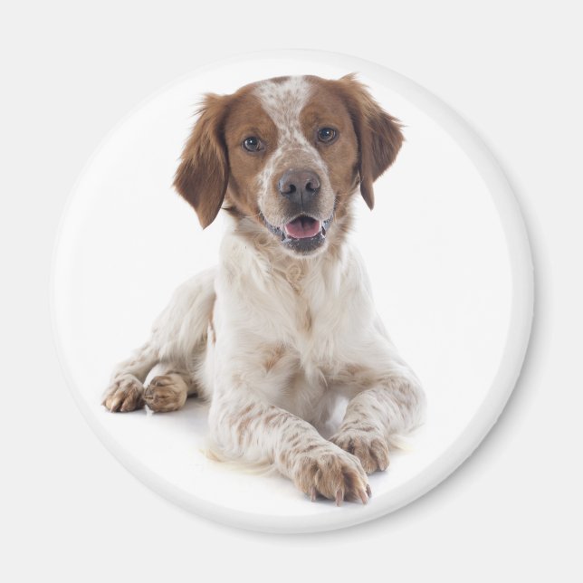 Imã Amo cachorro de raça Brittany Spaniel (Frente)