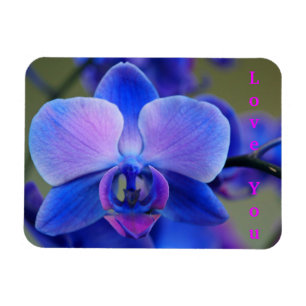 Ímã Amo-te o Magnete Orquídea Azul e Rosa Suave