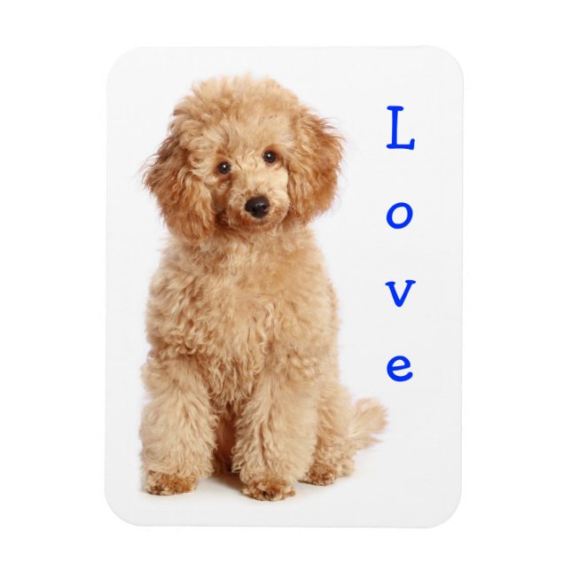 Ímã Amor Apricot Poodle Toy Puppy Dog Imã de geladeira (Vertical)