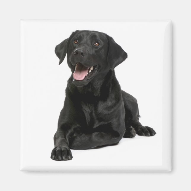 Imã Amor Black Labrador Retriver Puppy Dog Magnet (Frente)