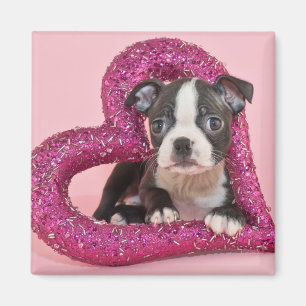 Imã Amor de filhote de cachorro das imagens   de Getty