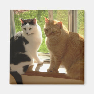 Imã Amor de Gato