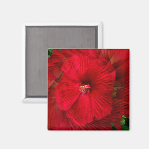 Imã Amor de Hibiscus...