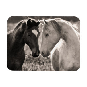 Ímã Amor do cavalo