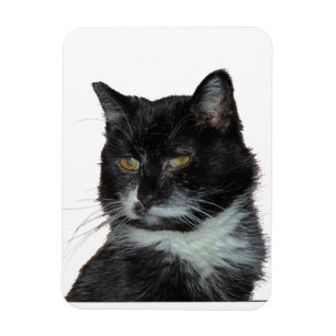Ímã Amor do gato de beco