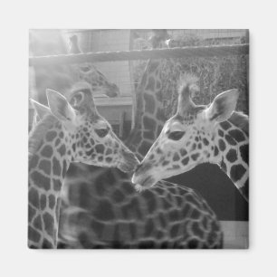Imã Amor do girafa