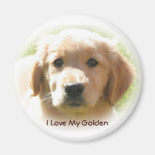Imã Amor do golden retriever