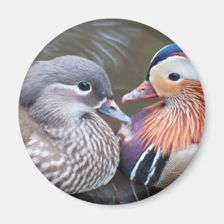 Imã Amor Patos Magnet