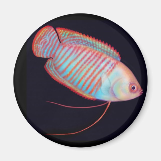 Imã Anã Gourami - Magneta de Peixes Tropicais (Frente)