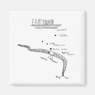 Imã anatomia das minhocas