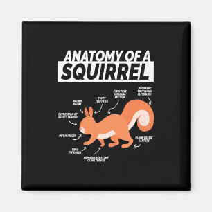 Imã Anatomia de um esquilo