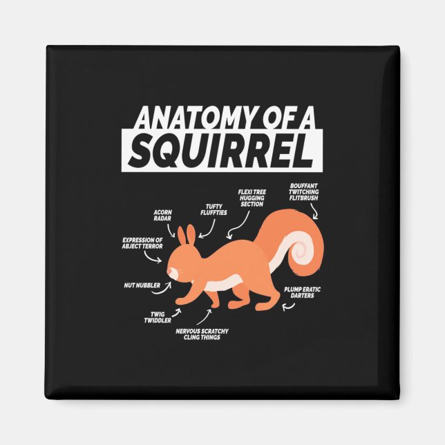 Imã Anatomia de um esquilo (Frente)