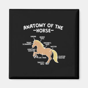 Imã Anatomia Do Coro Pun Do Equador De Cavalo Pousado