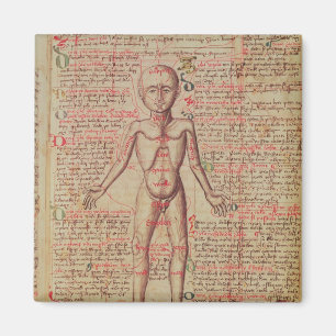 Imã Anatomia do corpo humano