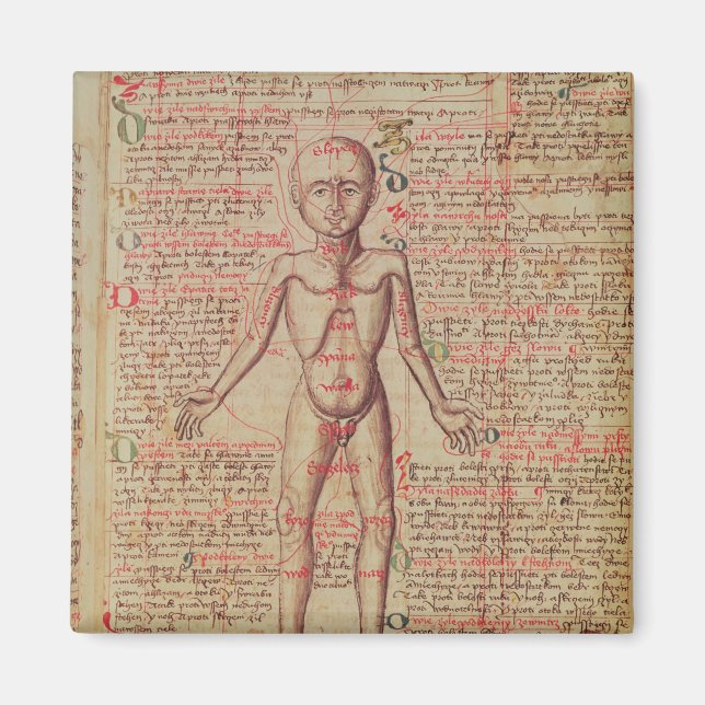 Imã Anatomia do corpo humano (Frente)