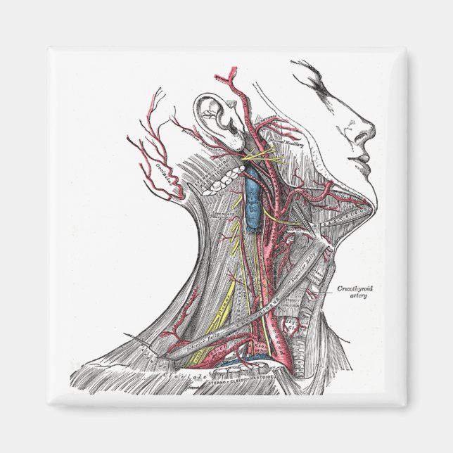 Imã Anatomia do pescoço (Frente)