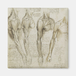Imã Anatomia humana do braço de da Vinci