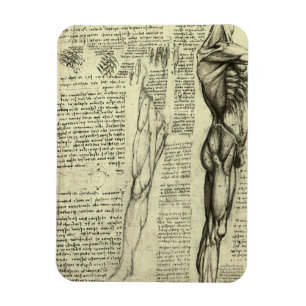 Ímã Anatomia Humana Masculina Músculos por Leonardo da