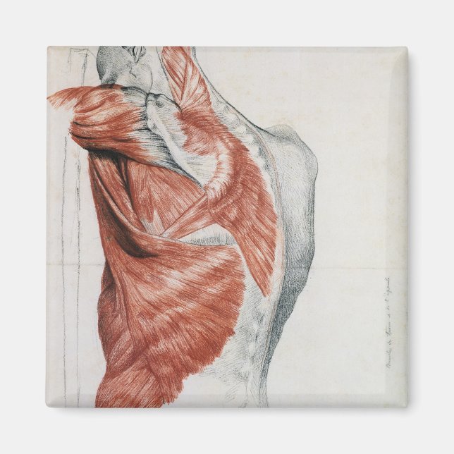 Imã Anatomia humana; músculos do tronco e ombros (Frente)