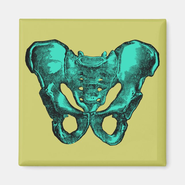 Imã Anatomia humana Pelvis Bones (Frente)