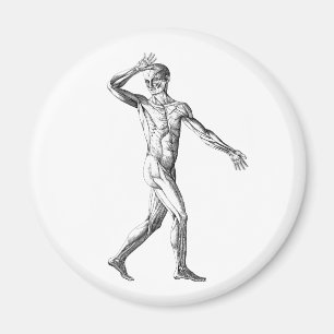 Imã Anatomia Humana Vintage, Músculos do Corpo Masculi