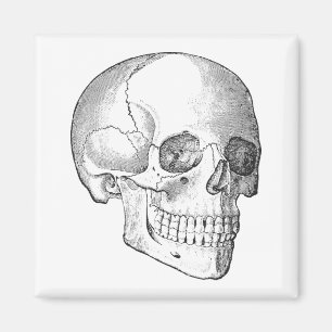Imã Anatomia médica desenho do crânio de colheita mono
