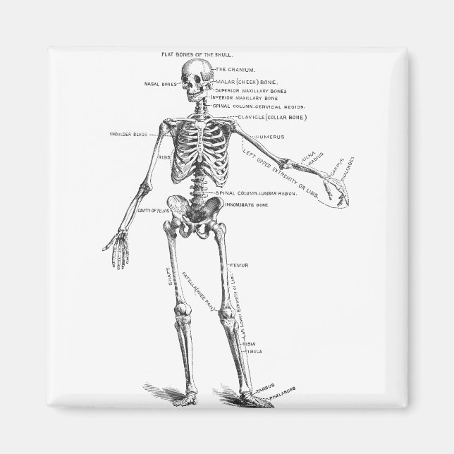 Imã Anatomia médica vegetativa diagrama do esqueleto m (Frente)