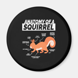 Imã Anatomy Of A Squirrel