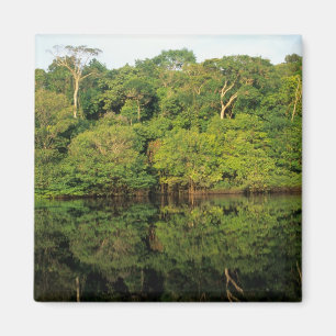 Imã Anavilhanas, Amazonas, Brasil. Rio da floresta tro