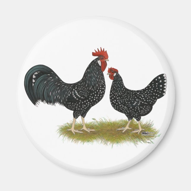 Imã Ancona Chickens (Frente)