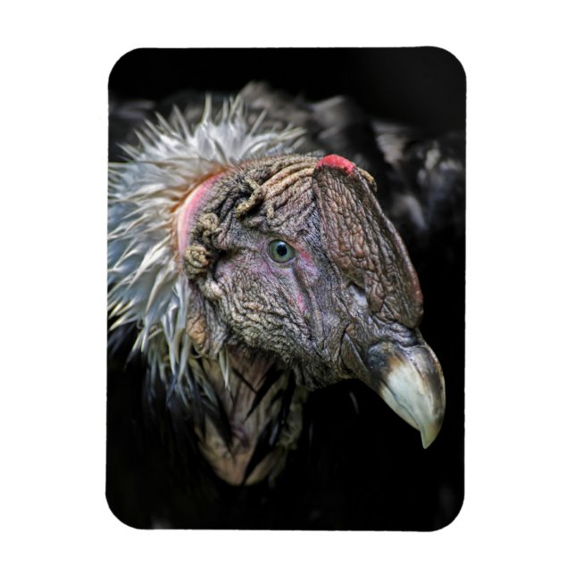 Ímã Andean Condor Male (Vertical)