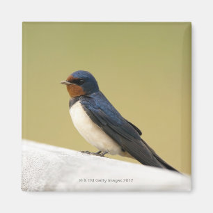 Imã Andorinha em uma borda de madeira