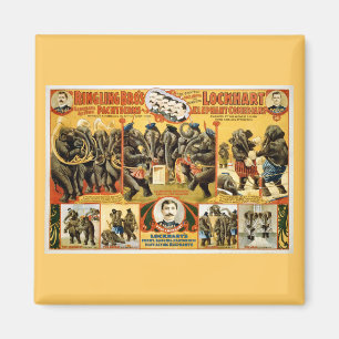 Imã Anéis Pachyderms1899