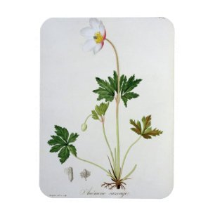 Ímã Anêmona de madeira de "Phytographie Medicale" por