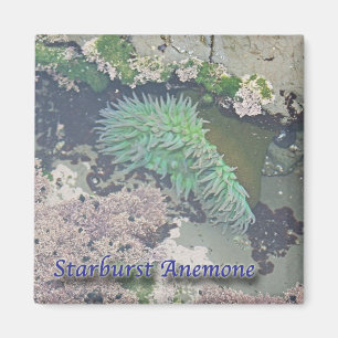 Imã Anêmona de Starburst