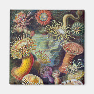 Imã Anêmona-do-Mar Natureza Científica Oceano