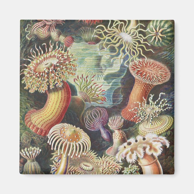 Imã Anêmonas-do-mar, Actiniae Seeanemonen Ernst Haecke (Frente)