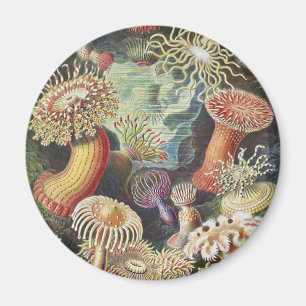 Imã Anêmonas-do-Mar, Actiniae Seeanemonen Ernst Haecke