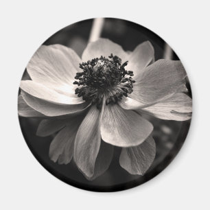 Imã Anemone Black White Fotografia Round Magnet