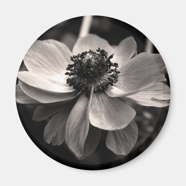 Imã Anemone Black White Fotografia Round Magnet (Frente)