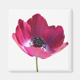 Imã Anemone Flower Magnet
