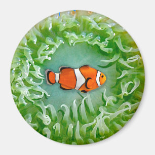 Imã Anemone Magnet