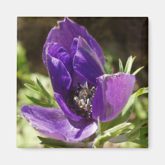 Imã Anemone Magnet