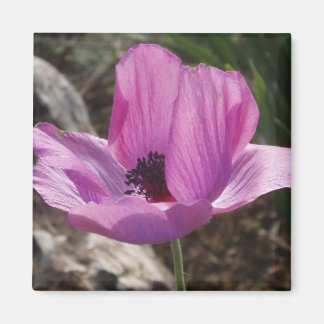 Imã Anemone Magnet