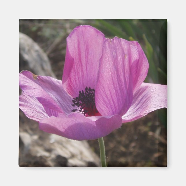 Imã Anemone Magnet (Frente)
